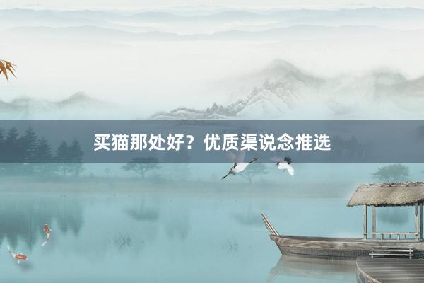 买猫那处好？优质渠说念推选
